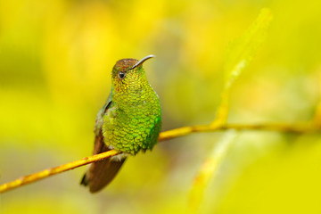 Coppery-headed Emerald, Elvira cupreiceps, beautiful hummingbird from La Paz Cordillera de Talamanca, Costa Rica. Scene in tropical forest, animal in nature habitat.