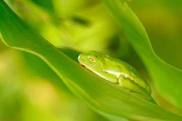 Frog sleeping on the leaves in the nature habitat in Corcovado, Costa Rica. Amphibian from tropic forest. Agalychnis callidryas, Red-eyed Tree Frog, wildlife in Central America.