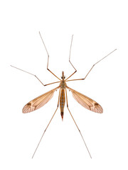 Marsh Crane Fly (Tipula oleracea), isolated on white background