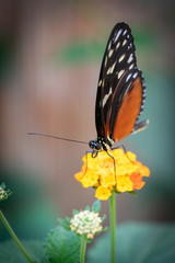 Schmetterling