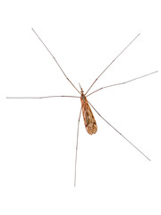 Marsh Crane Fly (Tipula oleracea), isolated on white background