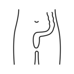 Rectum and anus linear icon