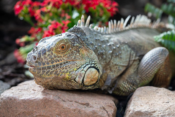 Leguan