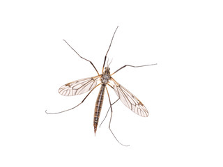 Marsh Crane Fly (Tipula oleracea), isolated on white background
