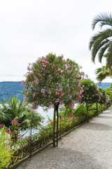 Fototapeta premium Botanical Gardens with Oleander Trees and Palms of Island Madre.Isola Madre, is one of the Borromean Islands of Lake Maggiore in Piedmont ,North of Italy.