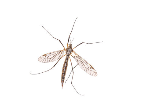 Marsh Crane Fly (Tipula oleracea), isolated on white background