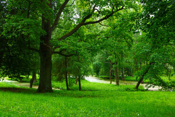 Fototapeta na wymiar landscape with green trees in the park