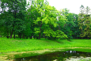landscape with green trees in the park