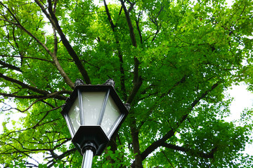 lantern on a background of crowns green trees