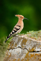 Hoopoe, Upupa epops, nice orange bird with crest sitting sand hill in the summer meadow, Hungary. Beautiful bird in the nature habitat, wildlife Europe.