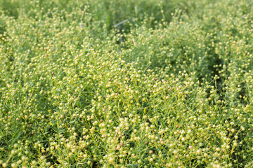 The flax is ripening on the field
