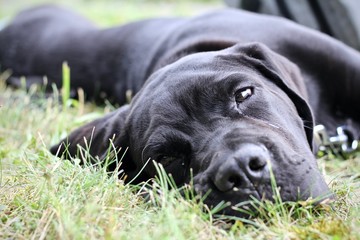Labrador almost sleeping, black labrador puppy
