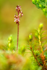 Listera cordata, Lesser Twayblade, red flowering European terrestrial wild orchid in nature habitat with green background, Czech Republic, Europe. Small rare plants in dark forest, in forest habitat.