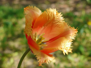 A magnificent flower with unusual petals with a fringe along the edges of a gently beige color with...