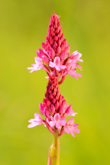 Anacamptis pyramidalis, Pyramidal Orchid, Gargano in Italy. Flowering European terrestrial wild...