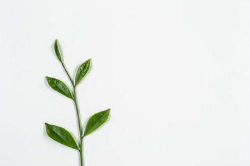green leaf on white background with coppy space