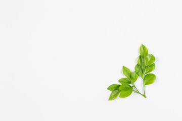 Fototapeta na wymiar green leaf on white background with coppy space