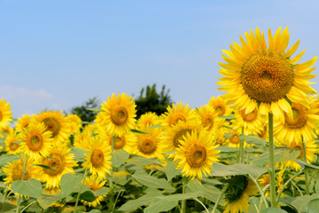 元気なヒマワリ