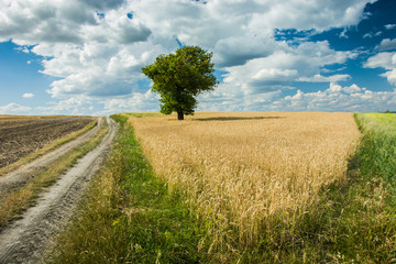 Road through a field and a tree growing in the grain