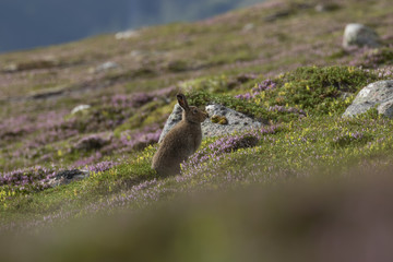 Mountain hare, Lepus timidus, amongst ling purple heather on a mountain slope in cairngorms NP, scotland during july.