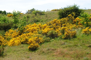 Naklejka premium Hiddensee