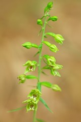 Epipactis pontica, Pontic Helleborine, wild orchid in nature habitat, Czech Republic. Flowering European terrestrial orchid in forest. Close-up detail of bloom.
