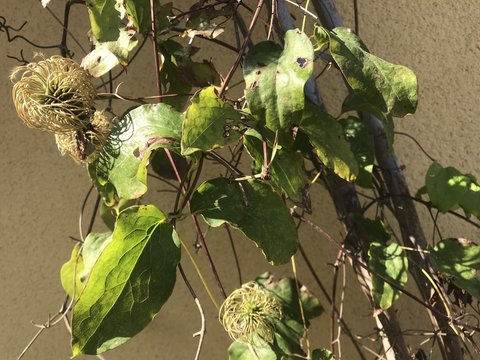 Plante de cl&eacute;matite en &eacute;t&eacute; pr&egrave;s de Lyon