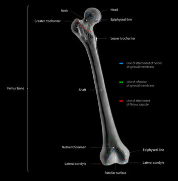 Infographic diagram of human femur bone or leg bone anatomy system anterior view- 3D- Human Anatomy- medical diagram- educational and human body concept- black and white x-ray color film