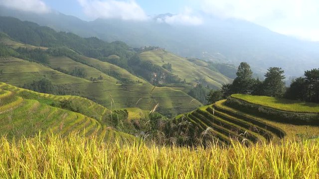 Longsheng (Longji) Rice Terraces Fields at Dazhai. Guangxi, China.  