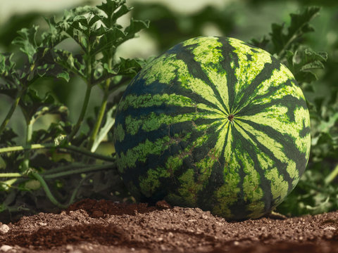 Young striped watermelon grows on the field