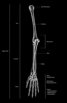Infographic diagram of human skeleton upper limb bone anatomy system or arm bone anterior view- 3D- human anatomy- medical diagram- educational and human body concept- black and white x-ray color film