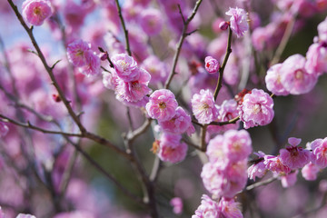 Ume, plum tree, Japan