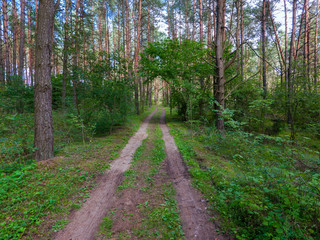 Fototapeta na wymiar road in the forest with bright bright juicy grass growing on both sides and standing tall pine trees
