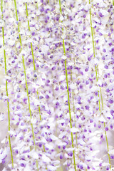 Japanese Wisteria Garden