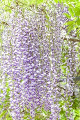 Japanese Wisteria Garden