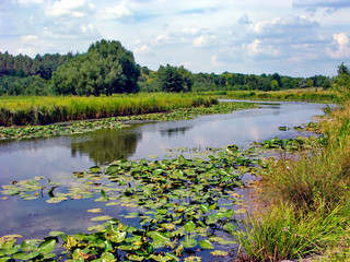 Green lilies on the surface of the river surface against the background of a field and a blue cloudy sky