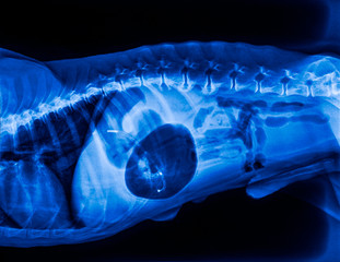 X-ray of dog lateral view with Gastric dilatation volvulus“GDV”or stomach twists-Double bubble pattern indicates stomach torsion has occurred-Veterinary medicine and Veterinary anatomy-Blue tone color