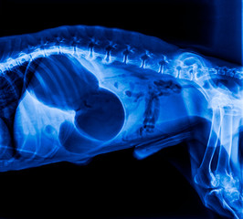 X-ray of dog lateral view with Gastric dilatation volvulus“GDV”or stomach twists-Double bubble...