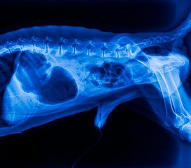 x-ray film of dog lateral view closed up in thorax standard and abdomen with gastric in stomach- veterinary medicine and Veterinary anatomy concept -blue tone color