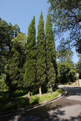 three high cypress trees in a park near the road