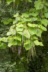Catalpa de Chine