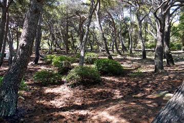 Fototapeta premium Park of old twisted pine with a bench for rest pennies