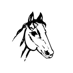 Hand drawn sketch of horse head. Black line drawing isolated on white background. Mustang portrait. Vector animal illustration.