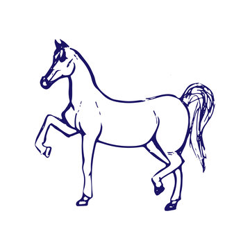 Hand drawn sketch of horse. Blue ink line drawing isolated on white background. Vector animal illustration.