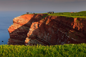 Northern gannet, Sula bassana, colony of sea birds on red rock. Nesting time on the cliffs, with...