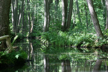 Naklejka premium Alder wood forest at river landscape in Lychen, Feldberger Wasserwege, Mecklenburger Seenplatte, Germany
