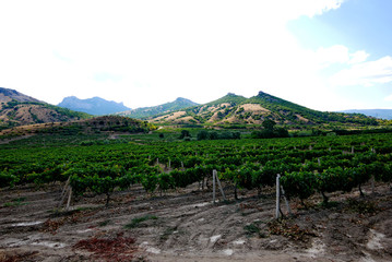 A large, green vineyard in the shade of large mountains. Delicious wine in the future