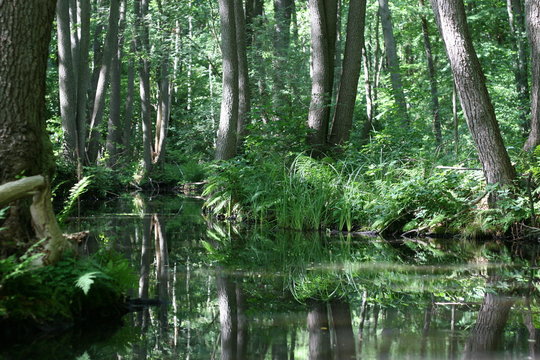 Alder wood forest at river landscape in Lychen, Feldberger Wasserwege, Mecklenburger Seenplatte, Germany
