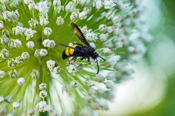 Close-up of a wasp photographed close-up, sitting on small white flower petals