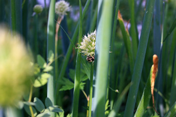 Fototapeta premium Bumblebee gathers nectar